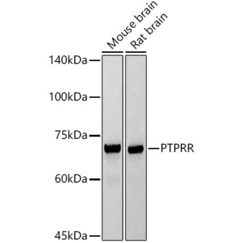 PTPRR Rabbit mAb