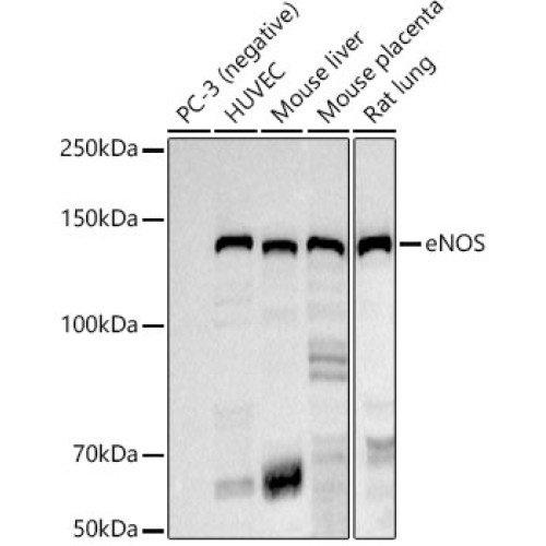 eNOS Rabbit mAb