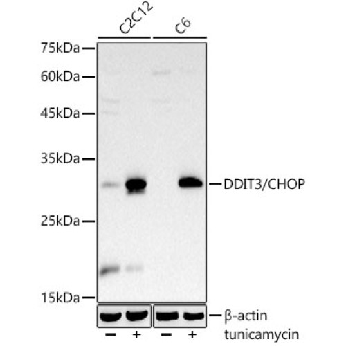 DDIT3/CHOP Rabbit mAb
