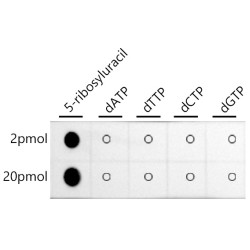 Pseudouridine / 5-ribosyluracil Rabbit mAb