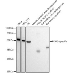 PKM2-specific Rabbit mAb