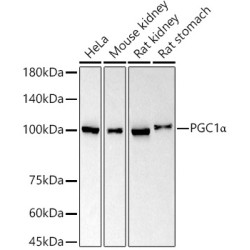 PGC1α Rabbit mAb