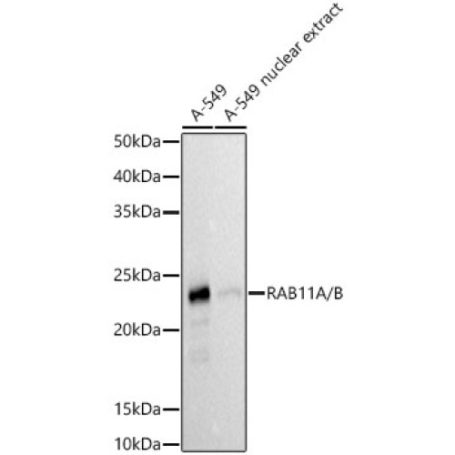 RAB11A/B Rabbit mAb