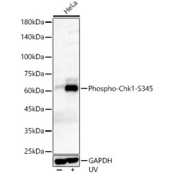 Phospho-Chk1-S345 Rabbit mAb
