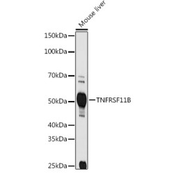 TNFRSF11B Rabbit pAb