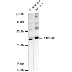 LORICRIN Rabbit pAb
