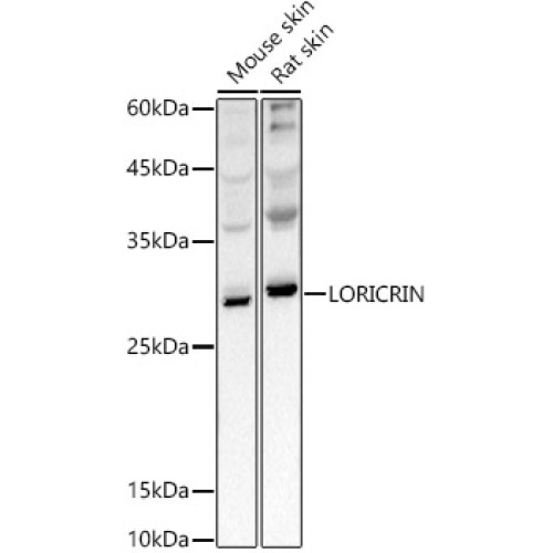 LORICRIN Rabbit pAb