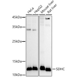 SDHC Rabbit pAb