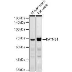 KATNB1 Rabbit pAb