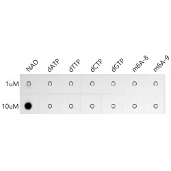 Coenzyme NAD Rabbit mAb