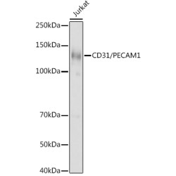 CD31/PECAM1 Rabbit pAb