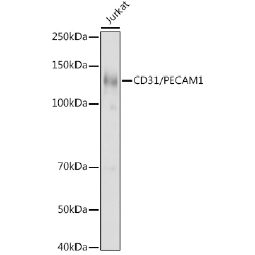 CD31/PECAM1 Rabbit pAb
