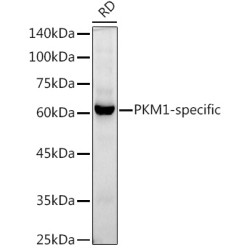 PKM1-specific Rabbit mAb