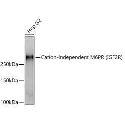 Cation-independent M6PR (IGF2R) Rabbit mAb