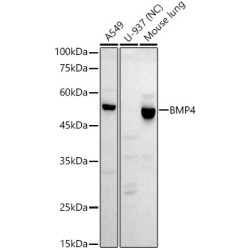 BMP4 Rabbit mAb