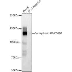 Semaphorin 4D / CD100 Rabbit mAb