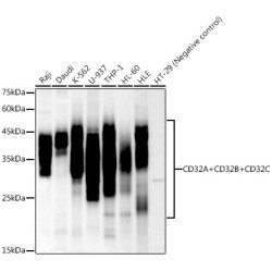 CD32A + CD32B + CD32C Rabbit mAb