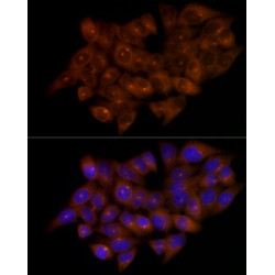CEP43 Rabbit mAb