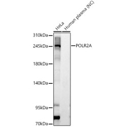 POLR2A Rabbit pAb