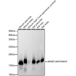 ARMET/ARP/MANF Rabbit mAb