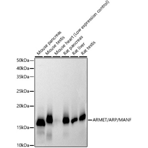 ARMET/ARP/MANF Rabbit mAb