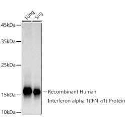 Interferon alpha 1 (IFN-α1) Rabbit mAb