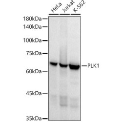PLK1 Rabbit mAb