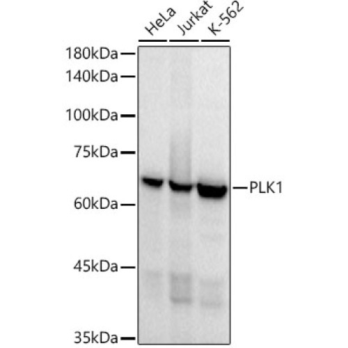 PLK1 Rabbit mAb