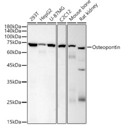 Osteopontin Mouse mAb