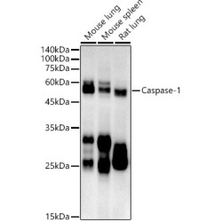 Caspase-1 Rat mAb