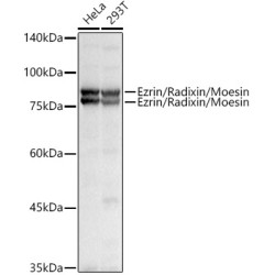 Ezrin/Radixin/Moesin Rabbit pAb