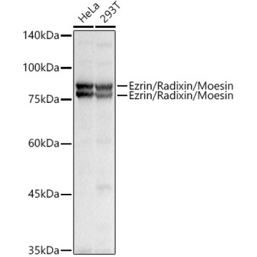 Ezrin/Radixin/Moesin Rabbit pAb