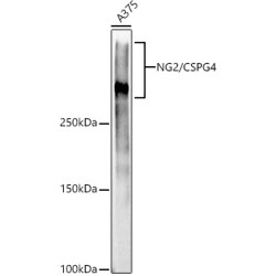 NG2/CSPG4 Rabbit mAb