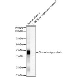 Clusterin Rabbit mAb