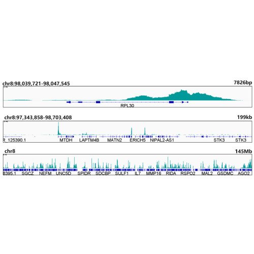 Acetyl-Histone H3-K9 Rabbit mAb