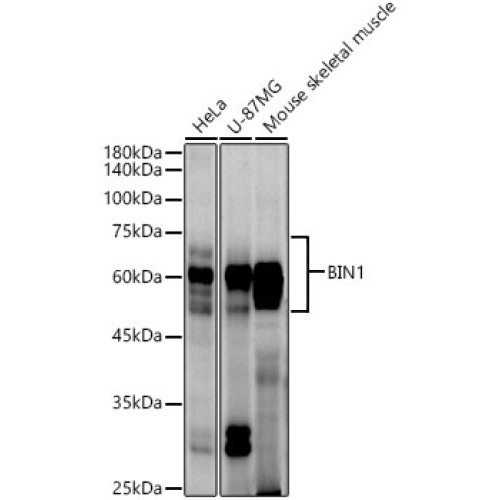 BIN1 Rabbit mAb