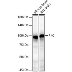 PKC epsilon Rabbit pAb