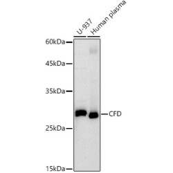 CFD Rabbit mAb