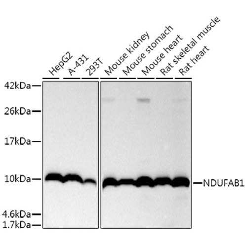 NDUFAB1 Rabbit mAb