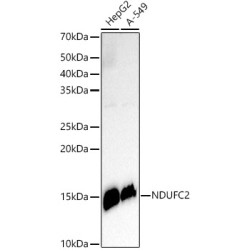 NDUFC2 Rabbit mAb