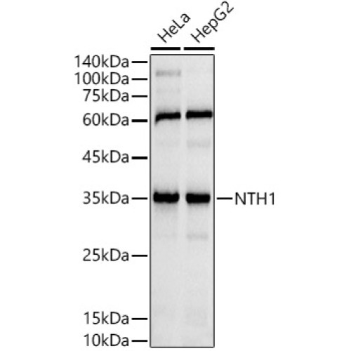 NTH1 Rabbit mAb