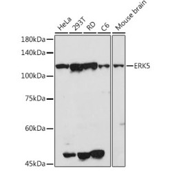 ERK5 Rabbit pAb
