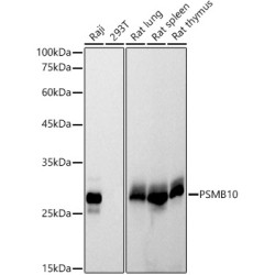 PSMB10 Rabbit mAb