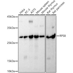RPS8 Rabbit mAb
