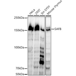 SAFB Rabbit mAb