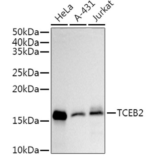 TCEB2 Rabbit mAb