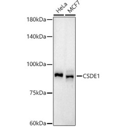 CSDE1 Rabbit mAb