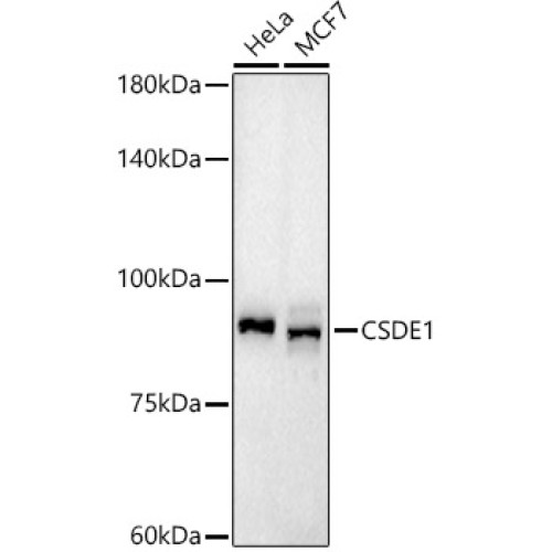 CSDE1 Rabbit mAb