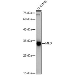 MLD Rabbit mAb