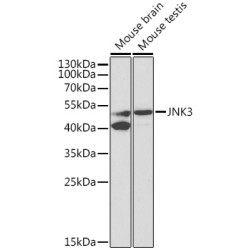 JNK3 Rabbit pAb